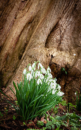 Laycock Snowdrops