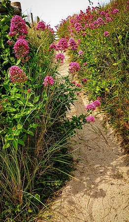 Red Valerian