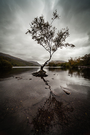 Lone Tree, Lyn Padarm
