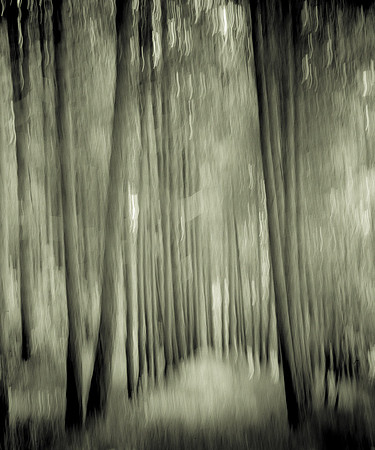 Umbrian Forest