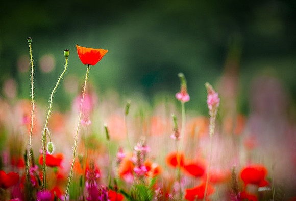Umbrian Poppies