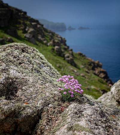 Lands End, Thrift, Cornwall