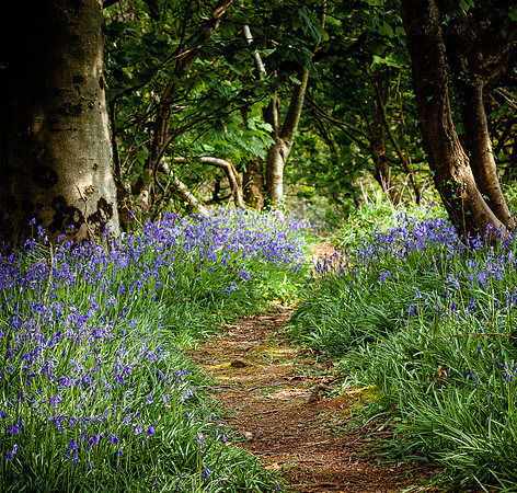 Priors Wood (2)