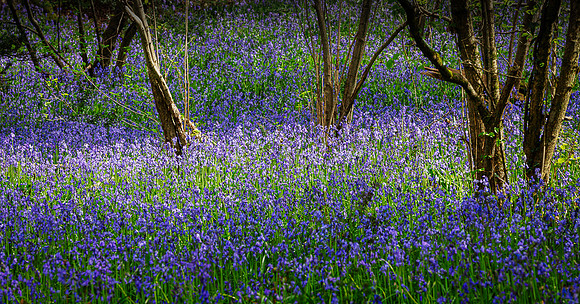 Priors Wood (1)